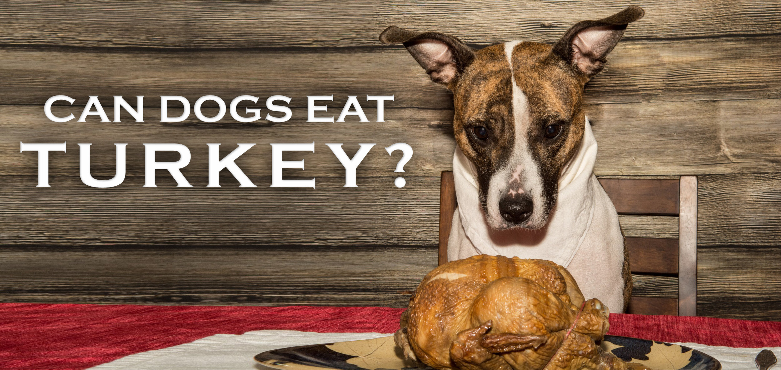 can dogs eat thanksgiving turkey