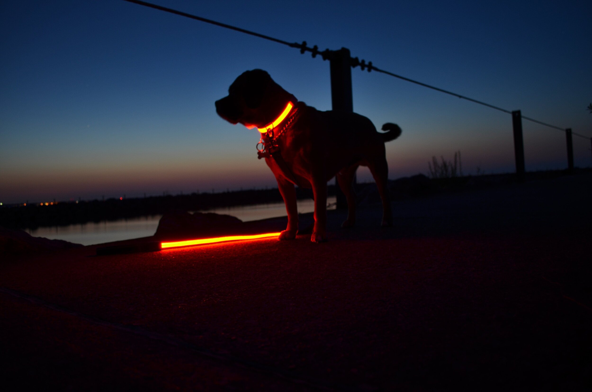 led dog collar with remote