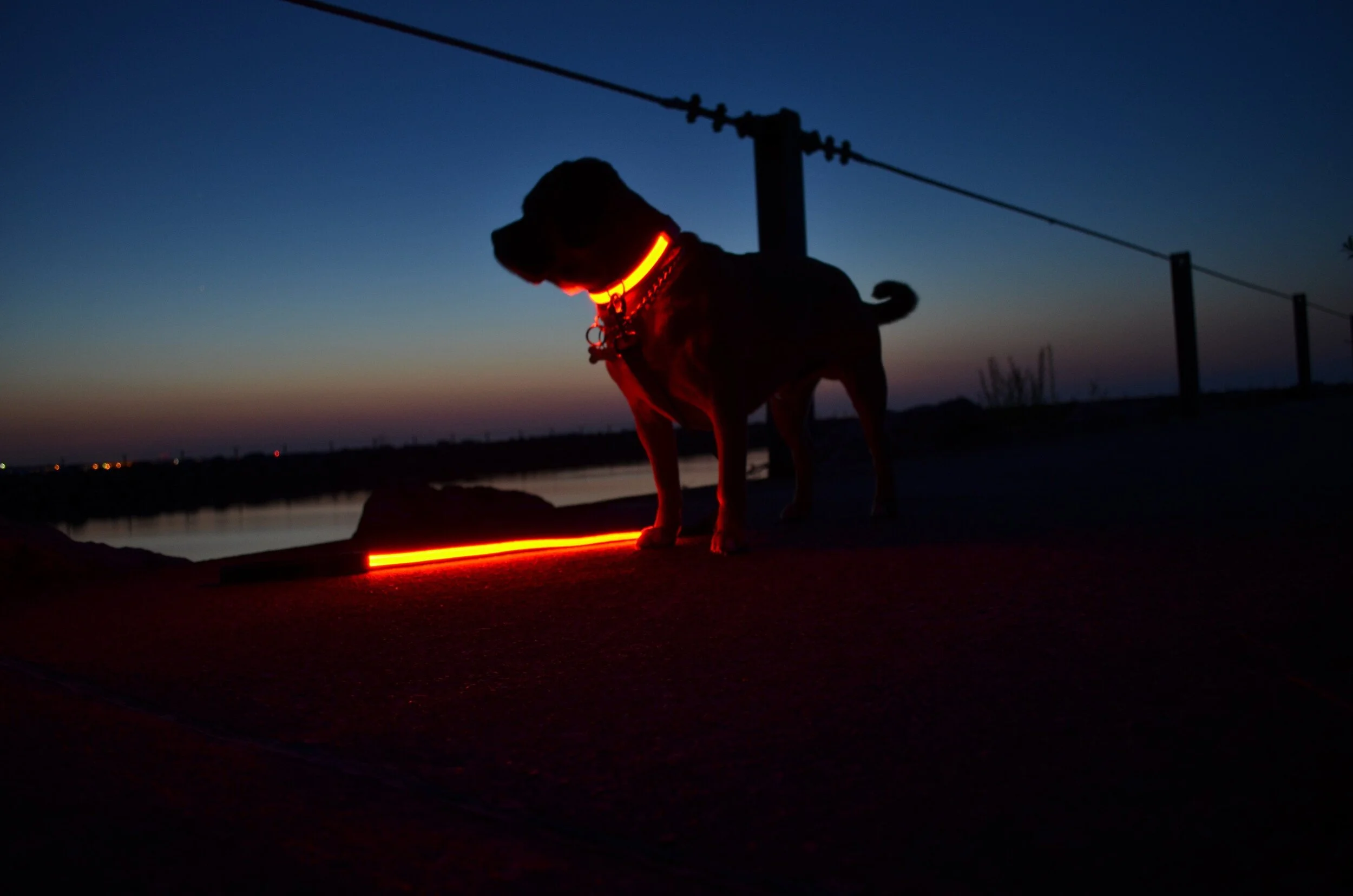 lighted leashes