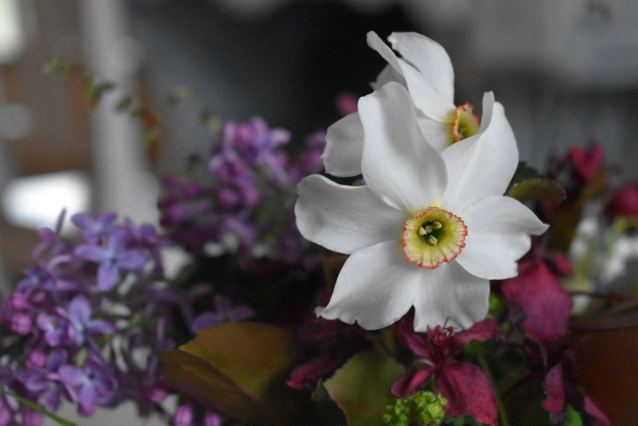 Kukkakuume nousee pakkasella