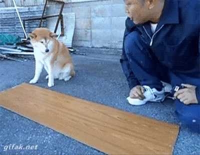 giphy-2.gif