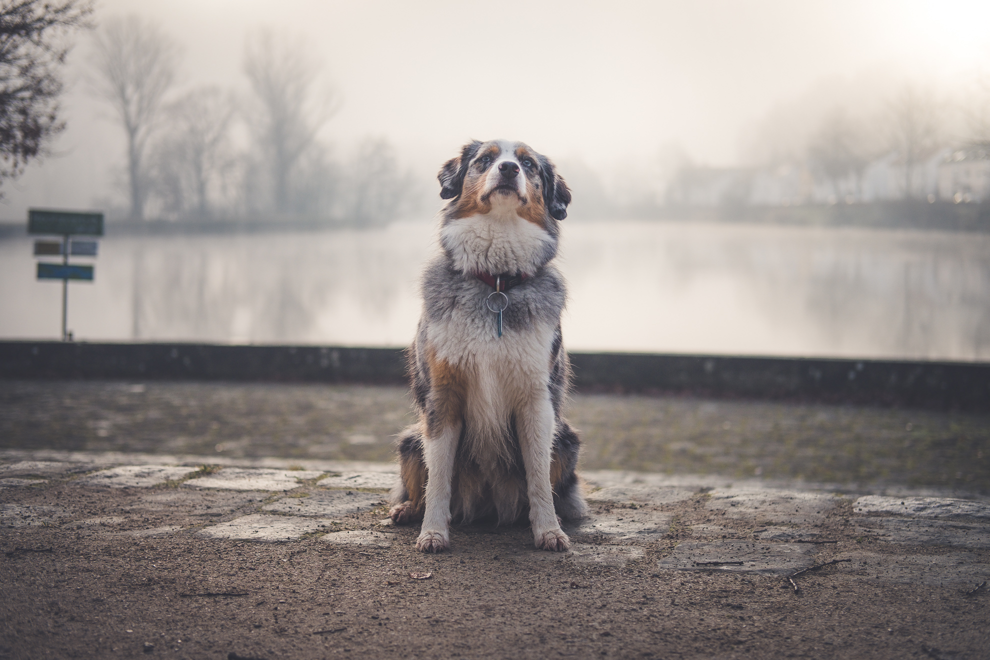 Australian Shepherd im Frühnebel