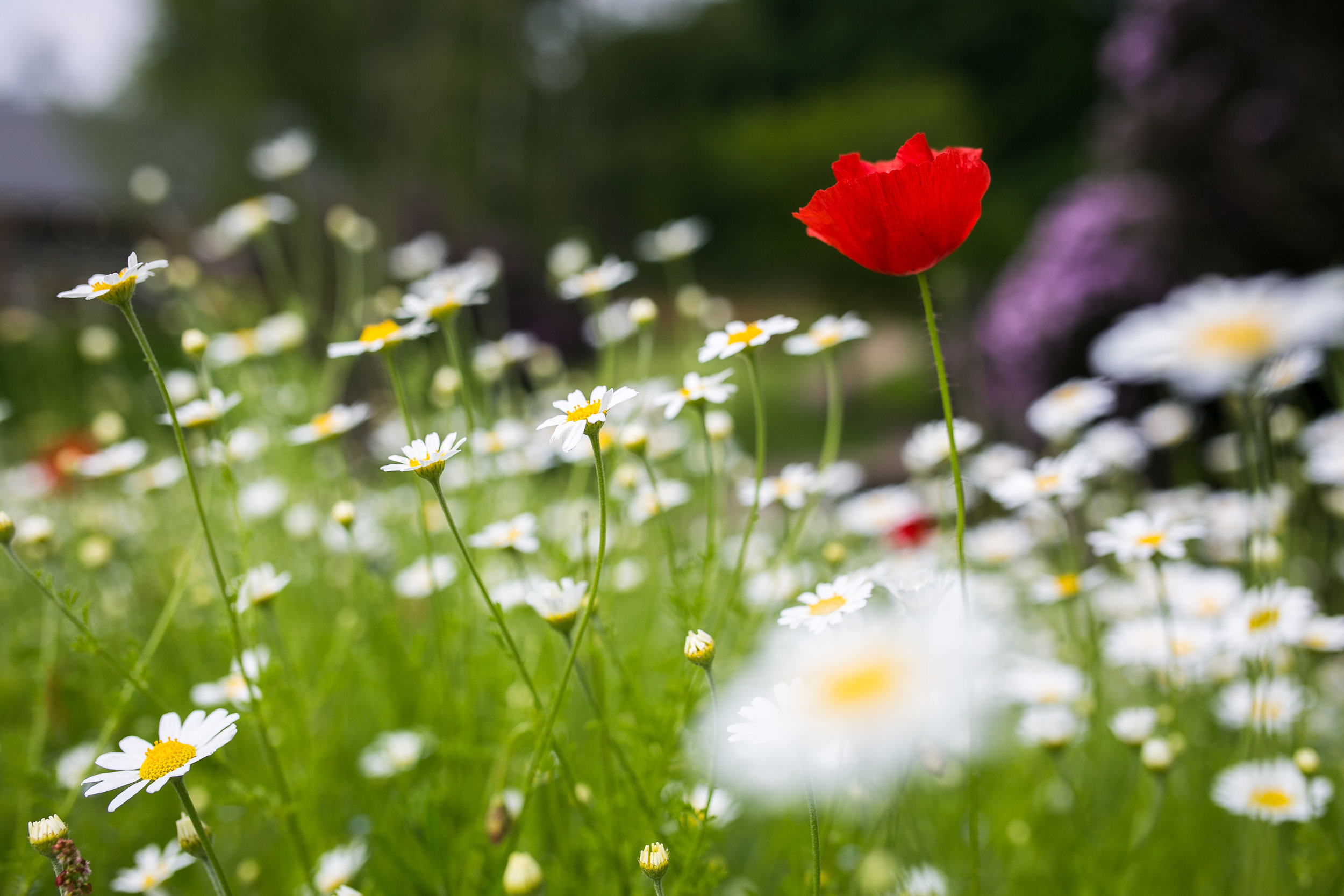 Barneswalker_Dunham Massey_June2016_TB086.jpg