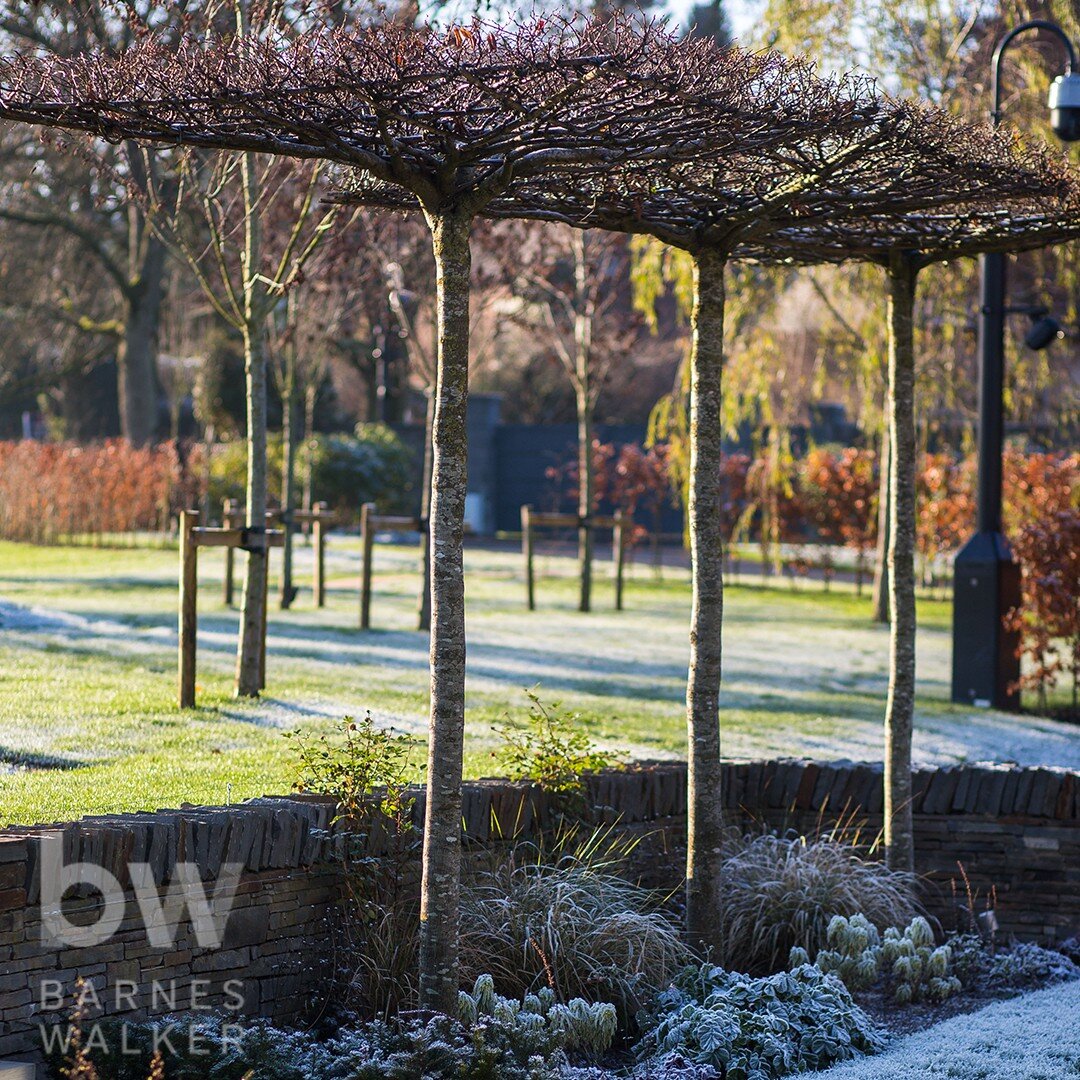 Hopefully we have moved on from frosty days and there are buds a plenty in the gardens and fields. This garden shows how the structural landscape elements are needed to carry a garden through the 'season of the sticks'. The following posts will show 