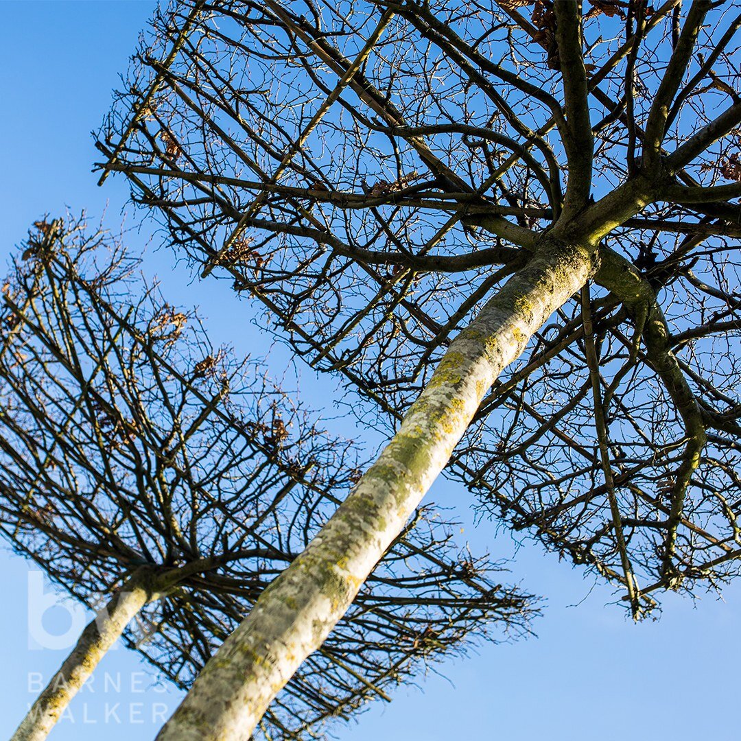 Hopefully we have moved on from frosty days and there are buds a plenty in the gardens and fields. This garden shows how the structural landscape elements are needed to carry a garden through the 'season of the sticks'. The following posts will show 