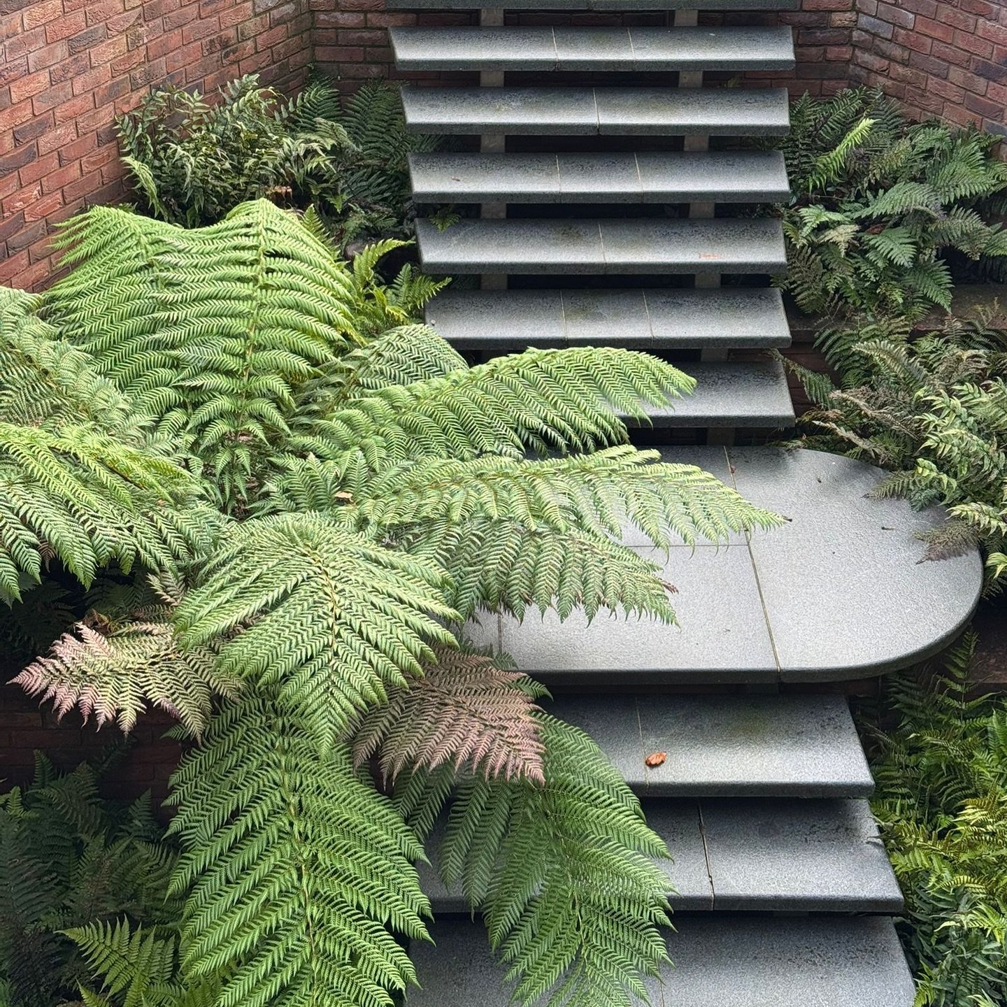 Re-visiting planting at an old job. 

#Floating steps #stone #garden