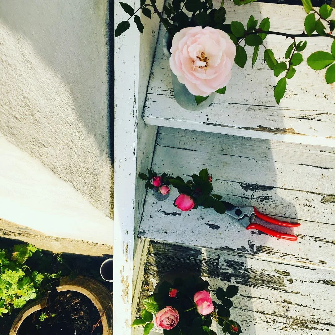Mig, der plukker de sidste roser på vores rosenbusk, en dag i november.