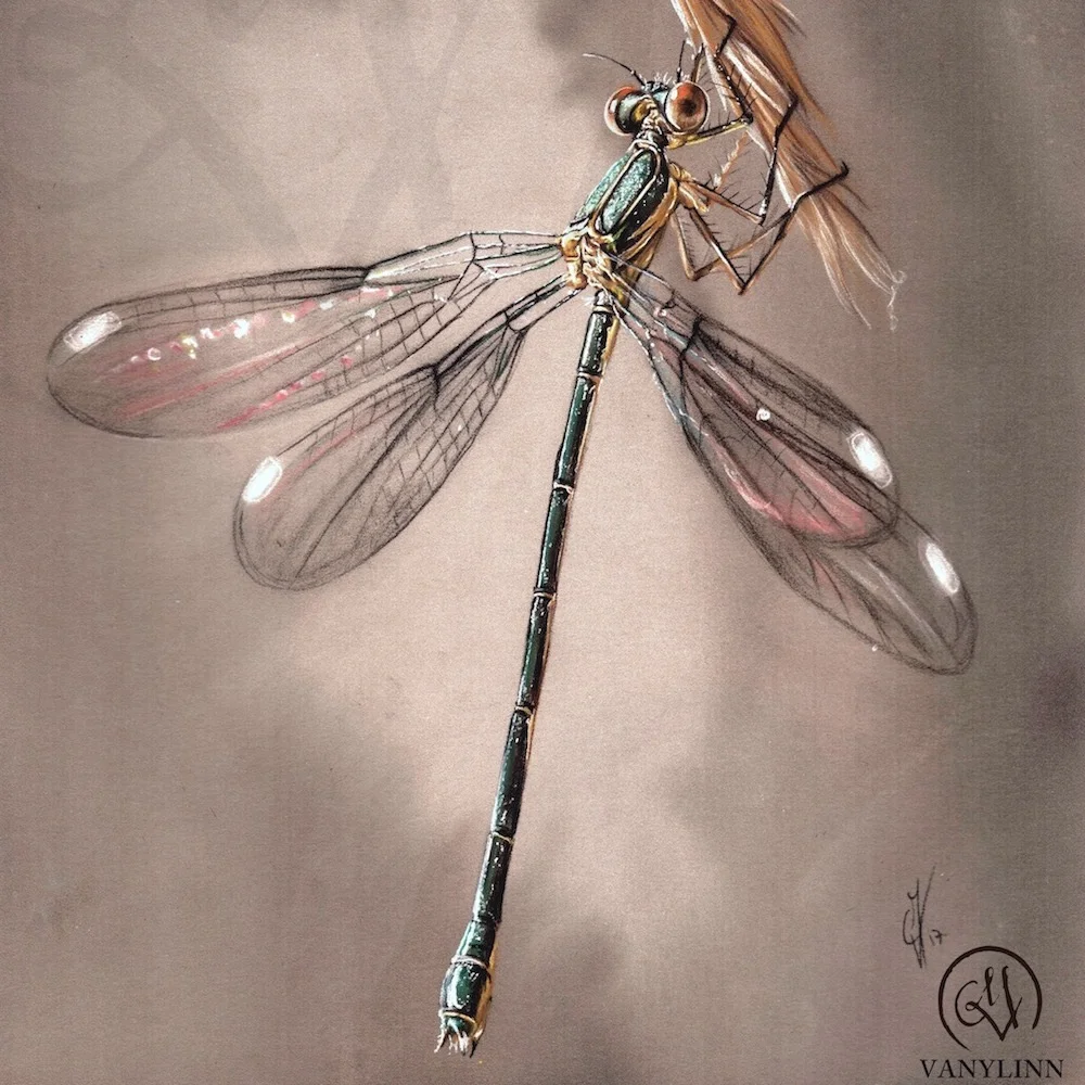 "Dragonfly"