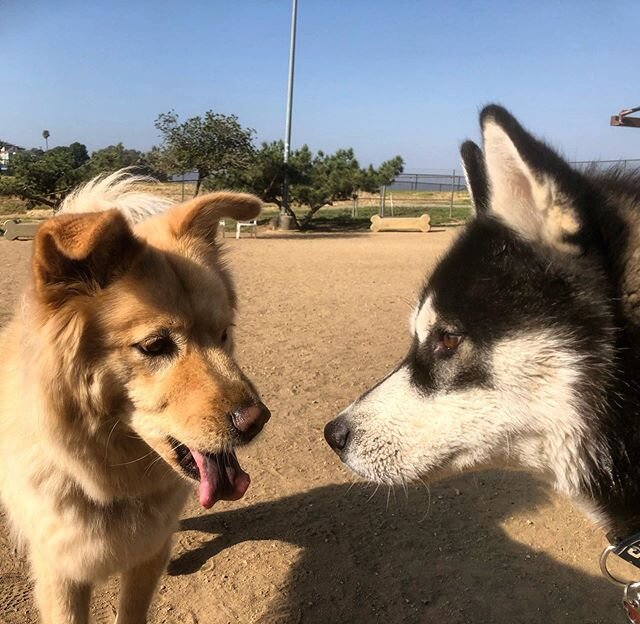 😛 making friends at the #dogpark