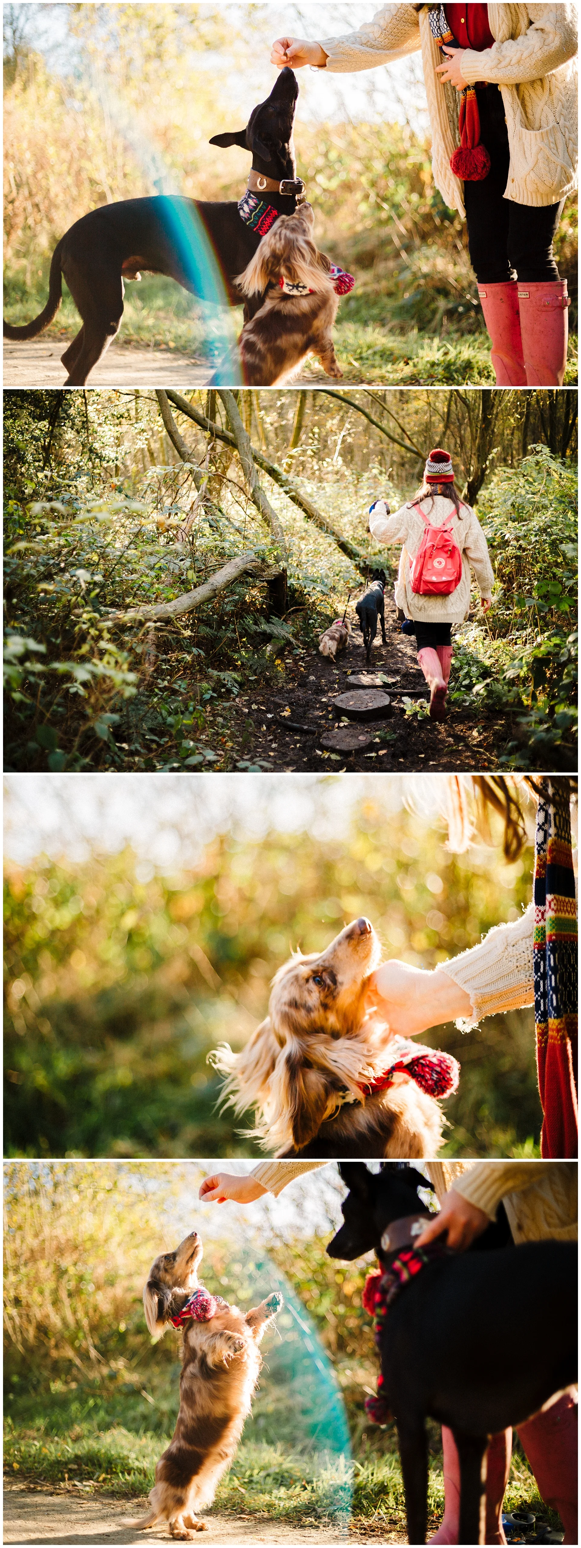 A Long Haired Daschund A Whippet Yorkshire Documentary Wedding