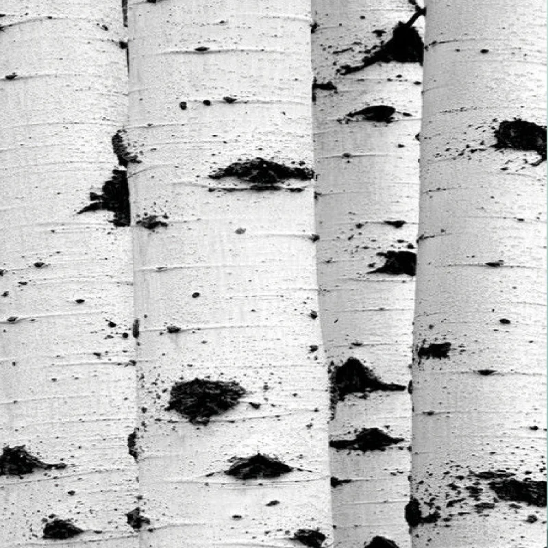 6.SILVERBIRCH.jpg
