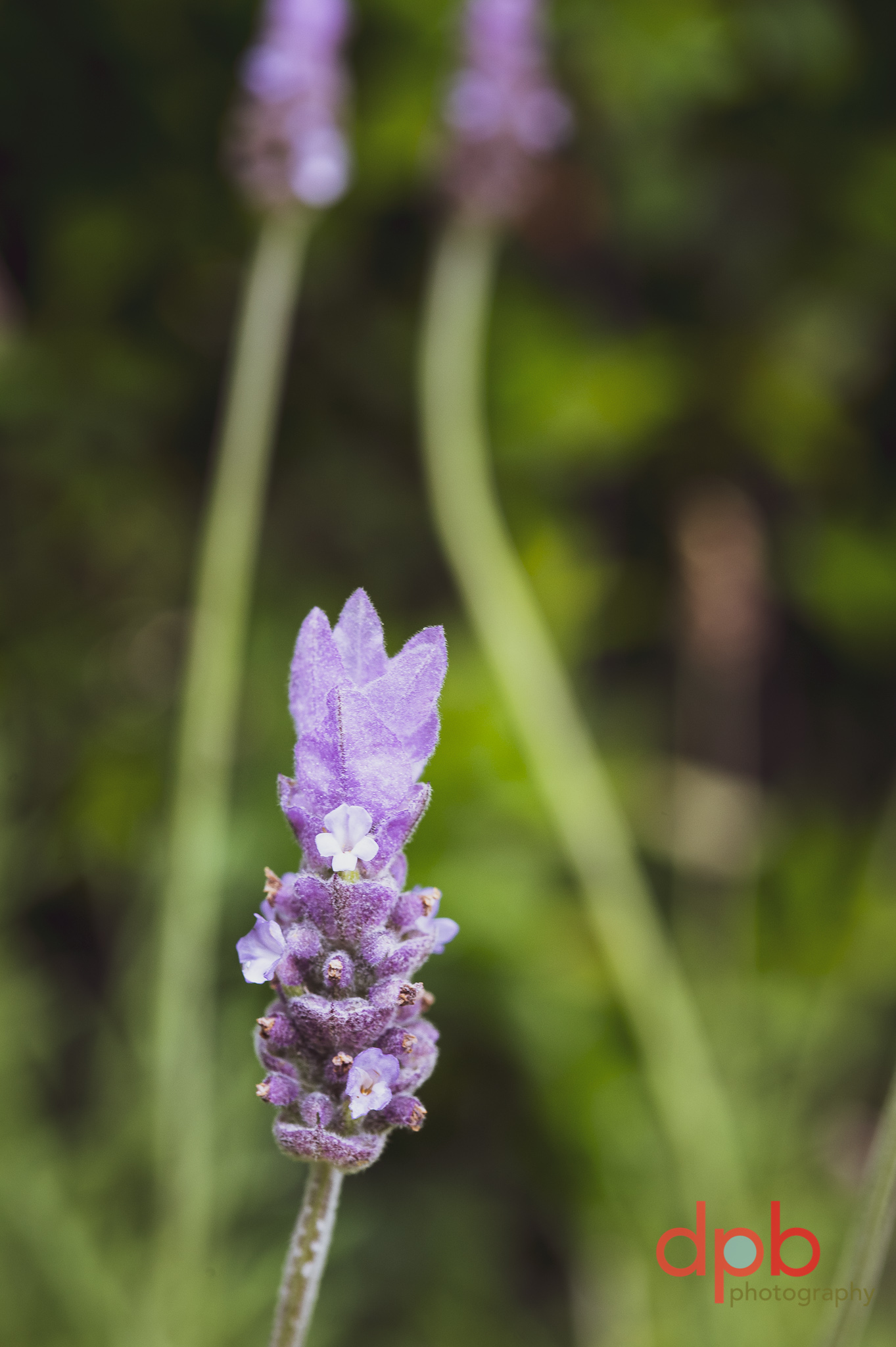 5.2018 lavender.jpg