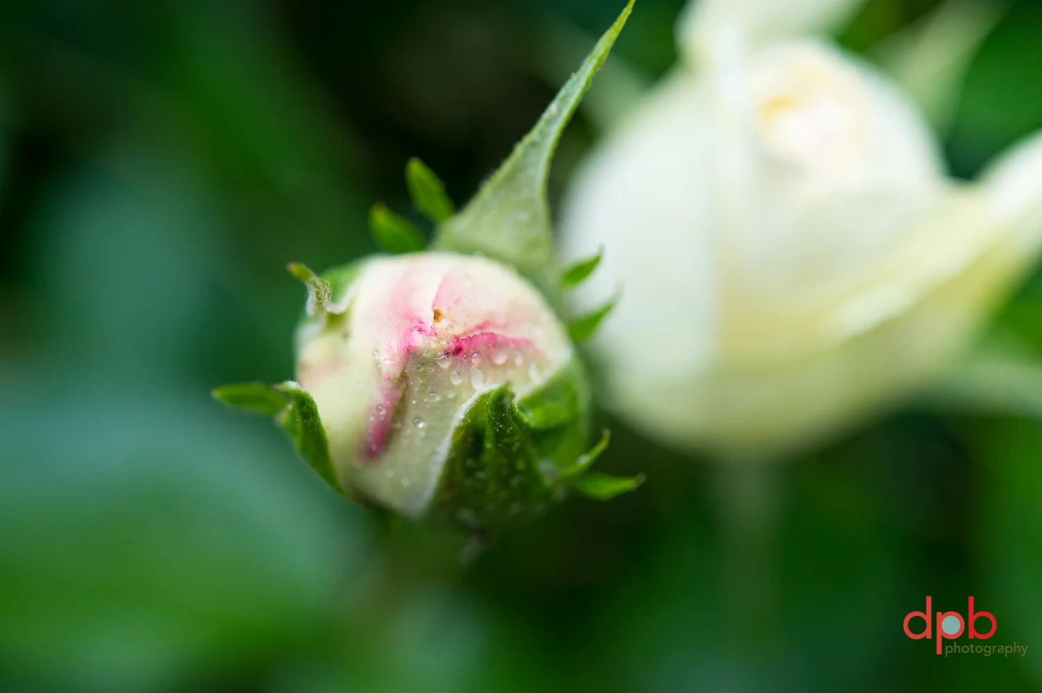 5.2.19 rose 5.jpg
