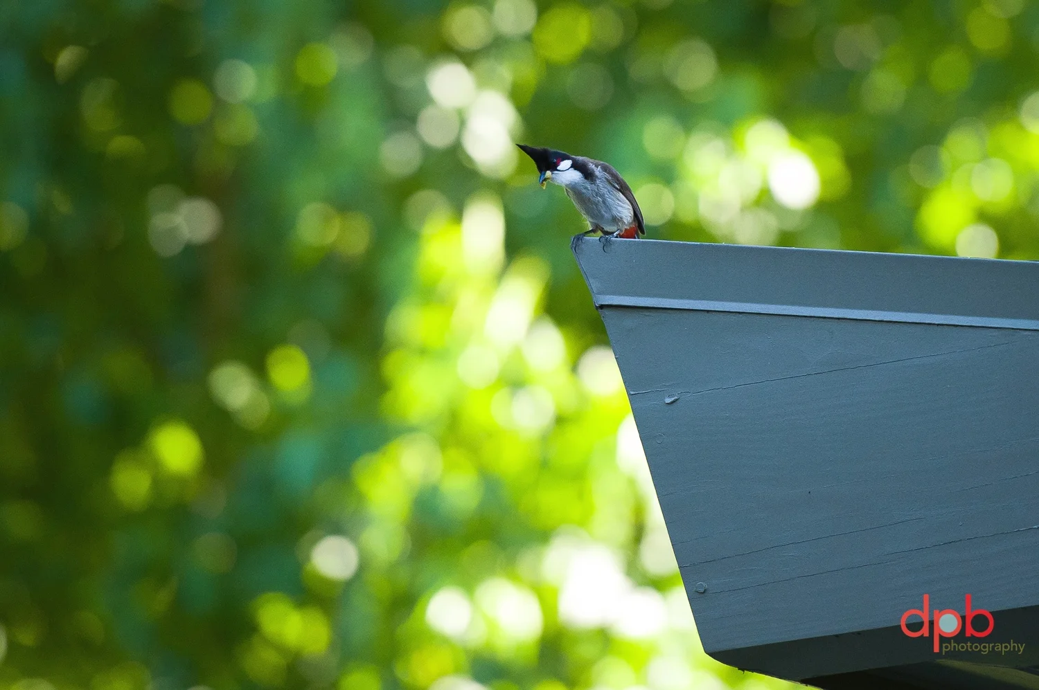 6.28.19.+bulbul+1.jpg