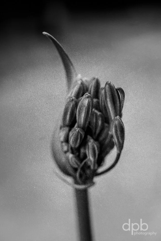 6.2.20.agapanthus.4739.jpg