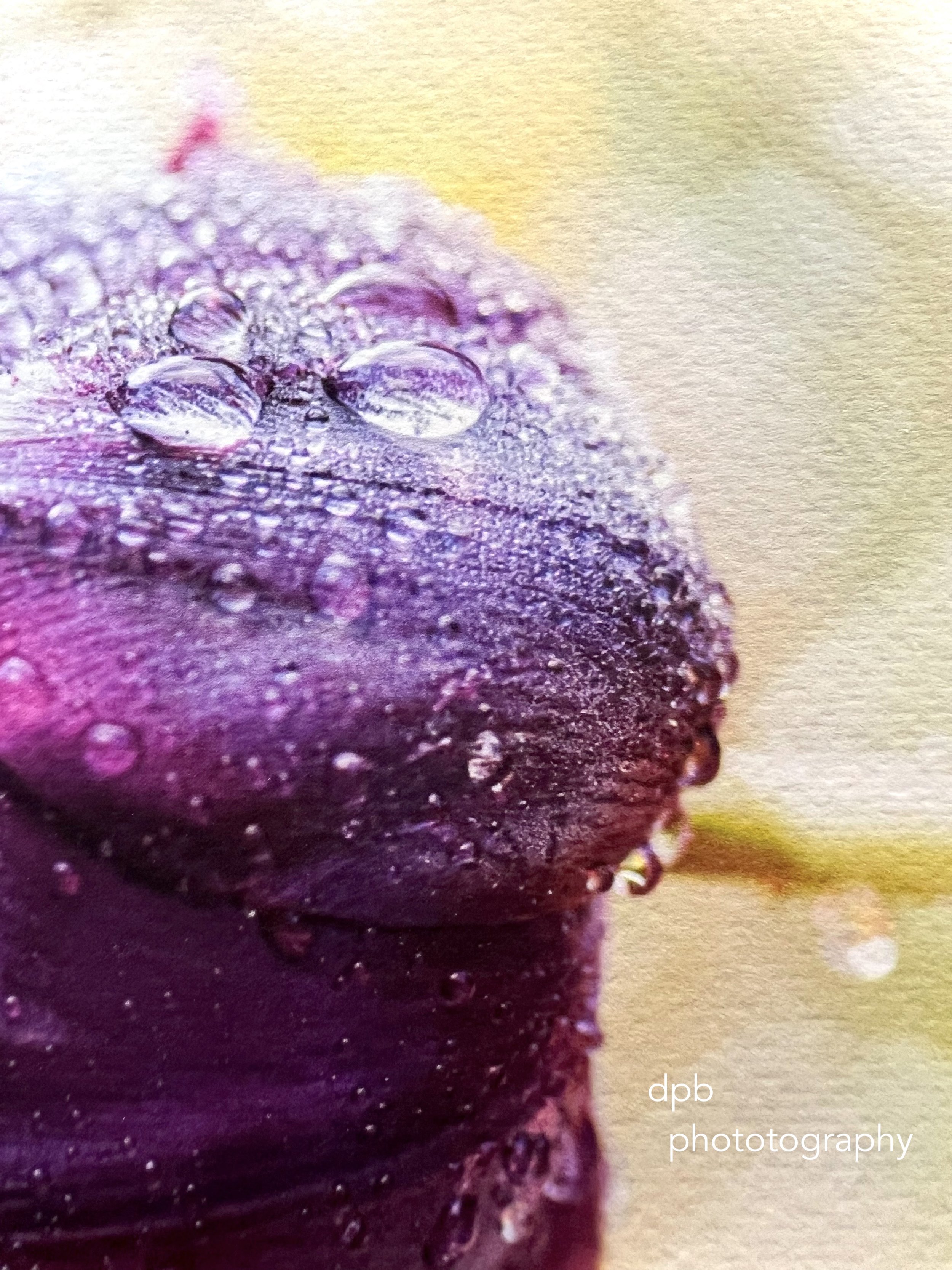 purple tulip fa close.jpeg