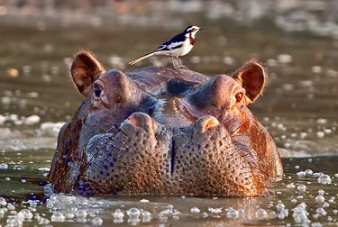 355-hippo.jpg
