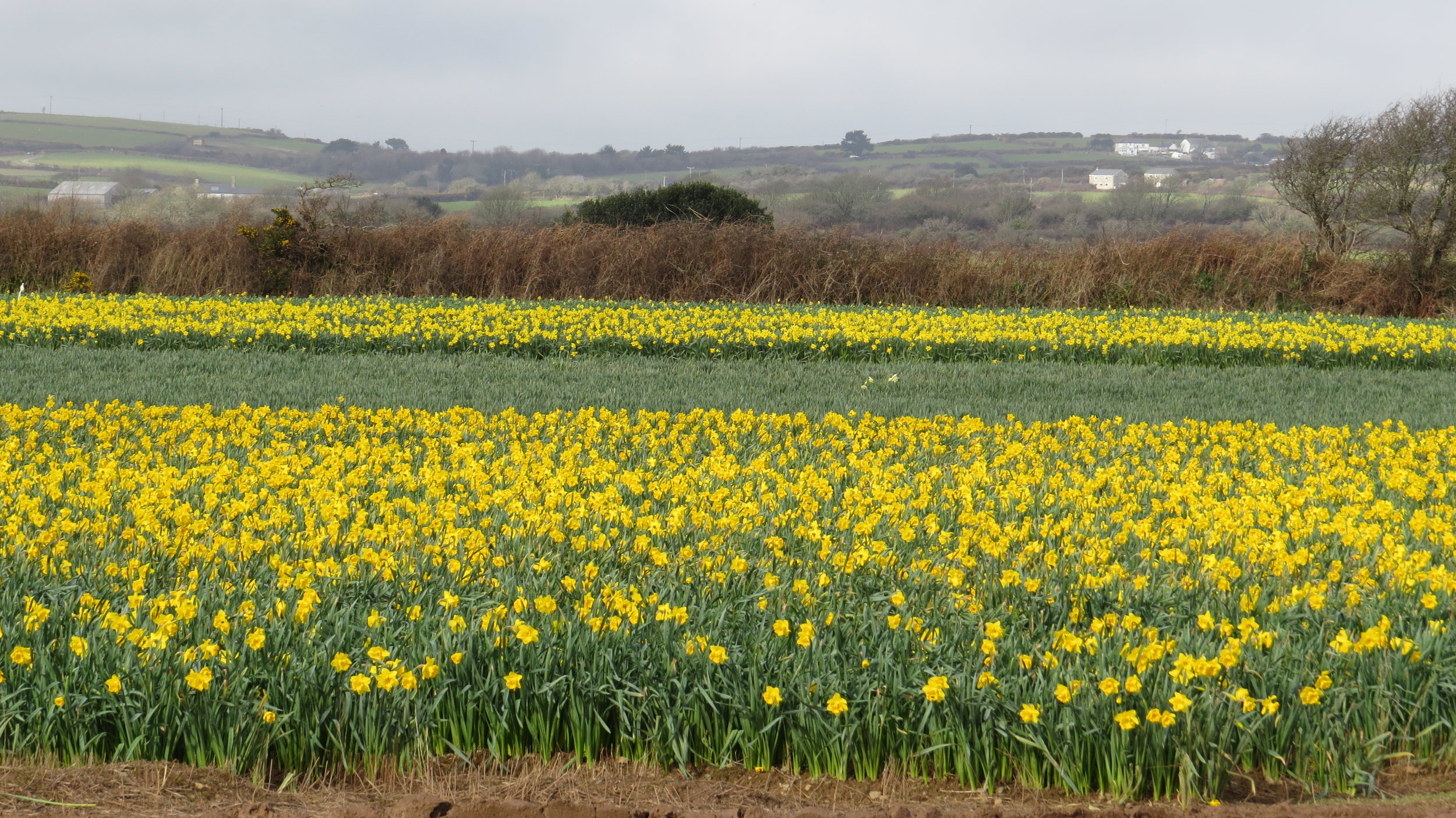 Day 049: Falmouth to Manaccan