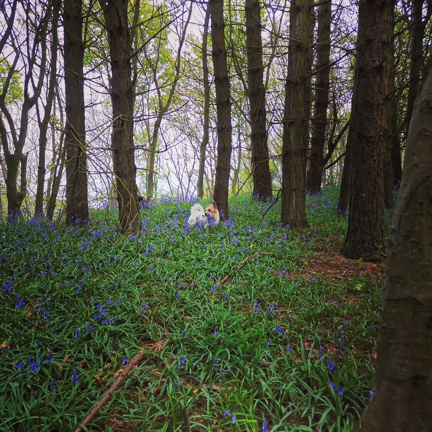 Lovely walk amongst the bluebells with the Bobster. Nice to finally get a bit of sun and warmer weather.