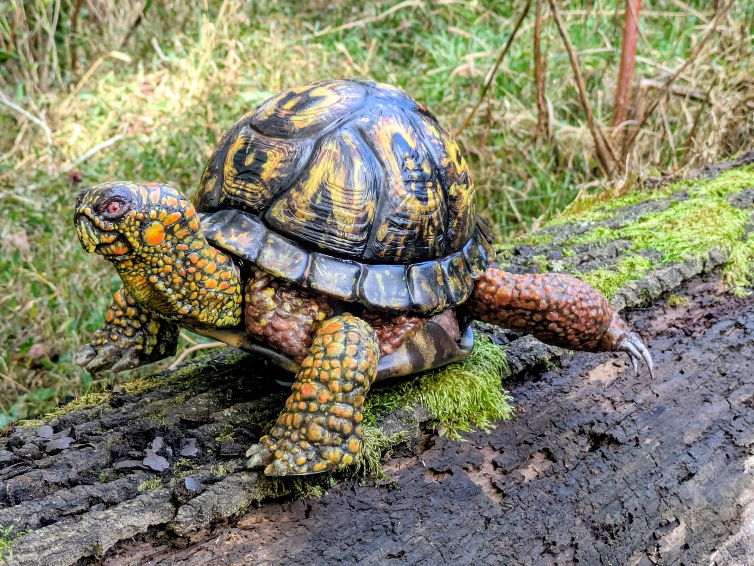 Painted Box Turtle