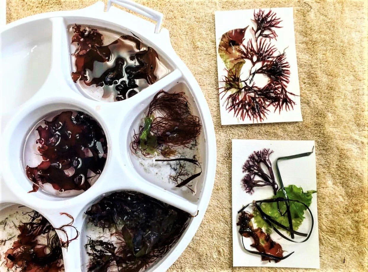 Marine Botanical Seaweed Pressing Workshop (Afternoon Session)