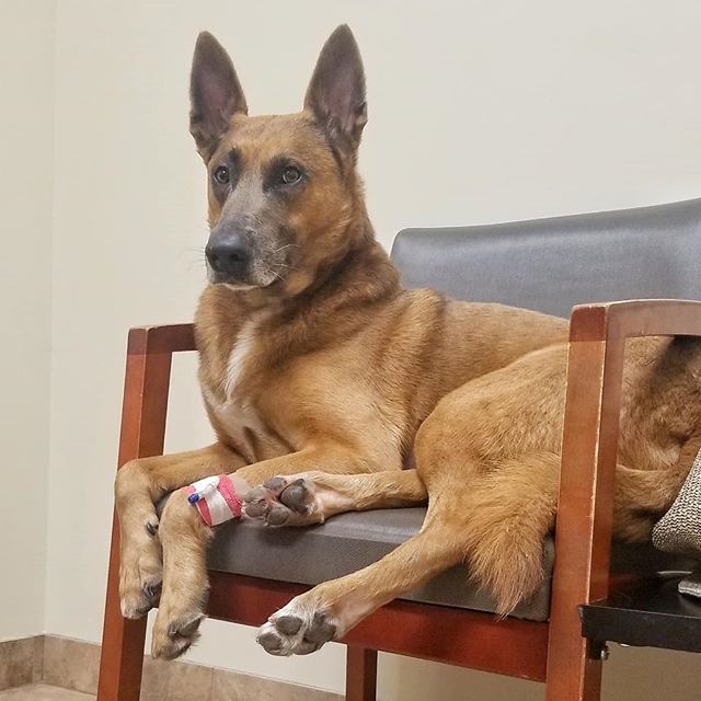 Post-Op Post 🤕 Thank you fur all your prayers 🙏 Swipe to see what they found in me! 😳 #blessed #thegooddoglife #gohealthypaws #kongdogtoys --------------------------------------------------------------
🐶 Any Breed. Any Age. OBEDIENCE, SERVICE, &a