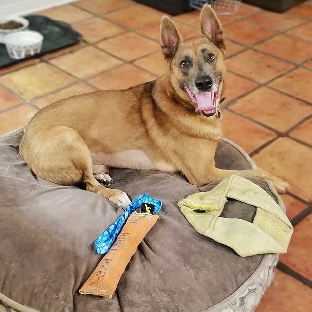 The Best Toys for the Best Boys 🍩 #tillertugs #gooddogoc #thegooddoglife 
Wanna train together? 🙋&zwj;♀️ Sign up for your Free Consultation today! 🐶 Any Breed. Any Age. OBEDIENCE, SERVICE, &amp; AGILITY Training for ALL! 🐕 #anybreedanyage -------