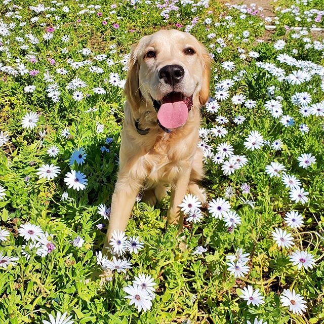 Make sure you take a *break* to enjoy the flowers 🌸 You ready to start living #thegooddoglife too? Well what'r you waitin' fur? 🤷&zwj;♀️ Sign up for your Free Consultation on our website today! 🐶 Any Breed. Any Age 🐕 #gooddogoc #anybreedanyage ▪︎
