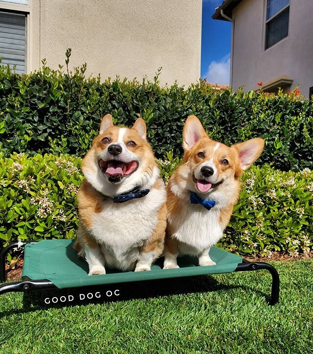 🥰 Keep up with all the good pups in our stories and highlights! 💫 And start living #thegooddoglife like Paddington and Honey Bear! What'r you waitin' fur? 🤷&zwj;♀️ Sign up for your Free Consultation on our website today! 🐶 Any Breed. Any Age 🐕 #