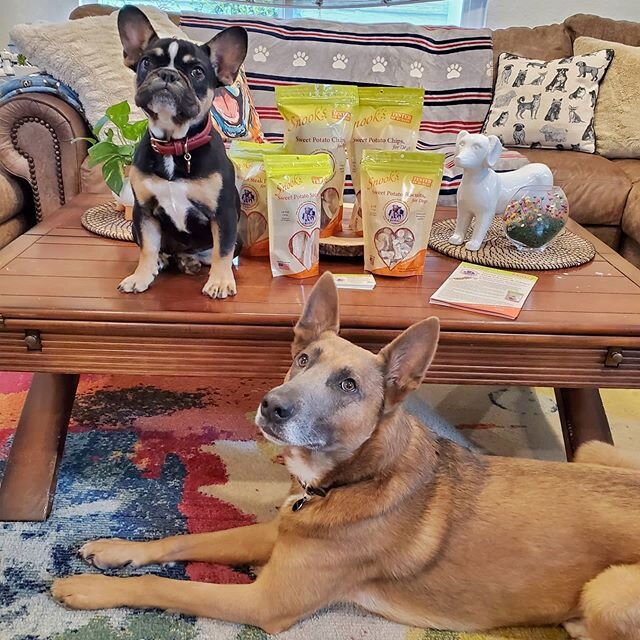 Human Tested💁&zwj;♀️ Made in America🇺🇸 All Natural GMO Free Ingredients🍠 Great for keeping teeth healthy and clean🦷 Oh and the pups LOVE EM🐶 @snookspet gets Good Dog OC's paw of approval! 🐾 🐩 Any Breed. Any Age 🐕 #gooddogoc #anybreedanyage #