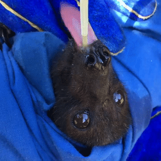Black flying fox filling up on mango juice before release