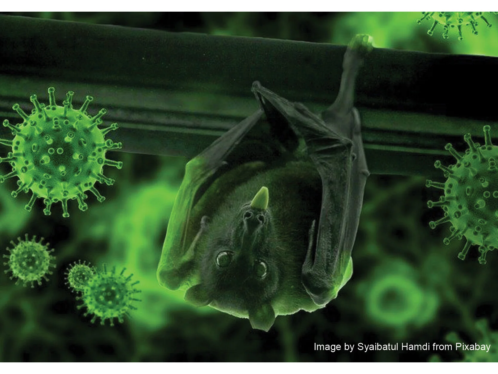  Bat OneHealth on the origin of coronavirus
