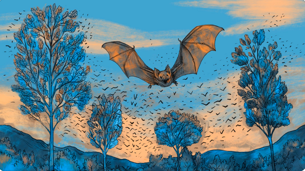 BOH scientist quoted in Reuters article on emerging bat viruses.