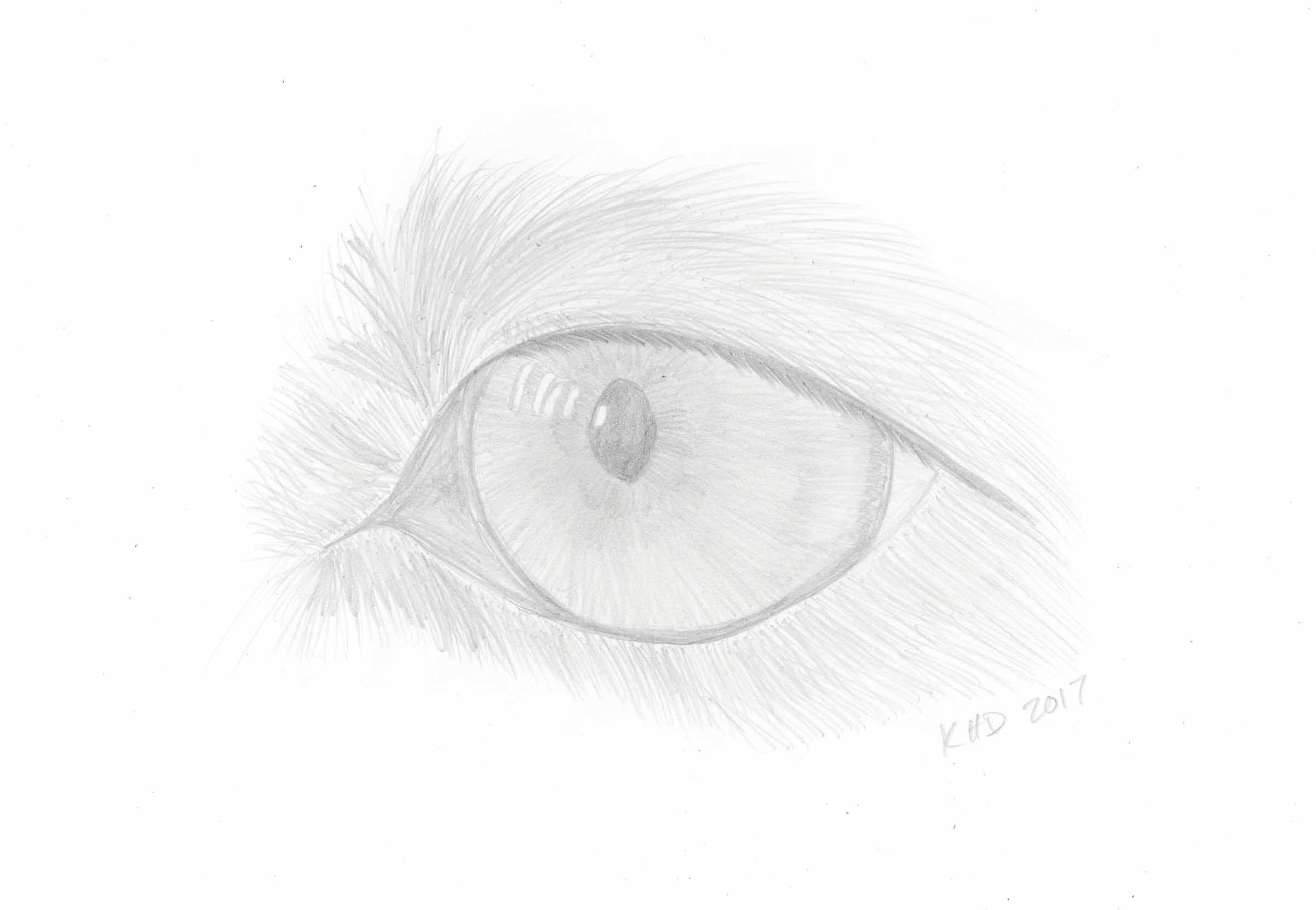 Loca's Eye