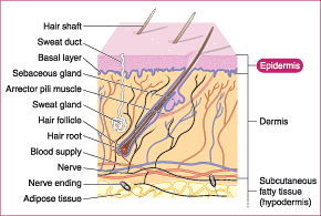 epidermis-diagram.gif