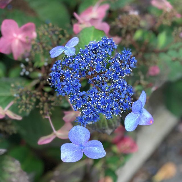 The #lacecaphydrangeas are still showing strong color.  Hooray for Indian Summer!  #newenglandlandscapes #millis #indiansummer #october