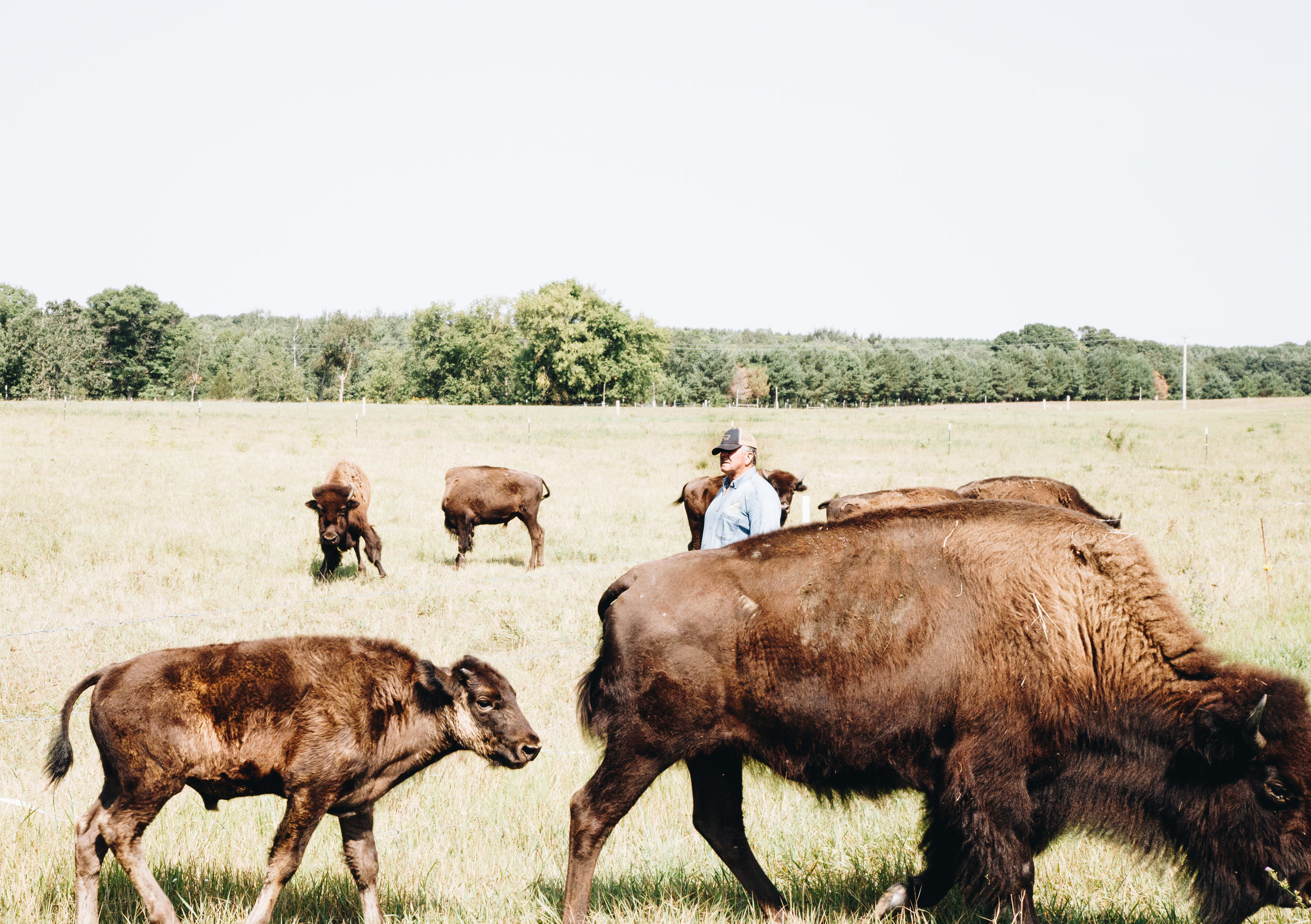  Tom often shares that an animal that has a stress-free death tastes better. Mix a relaxed lifecycle with Tom’s exclusive use of pasture, hay, and natural feed for hog free from medications or antibiotics, and you ‘ve got an incomparable product. Aft