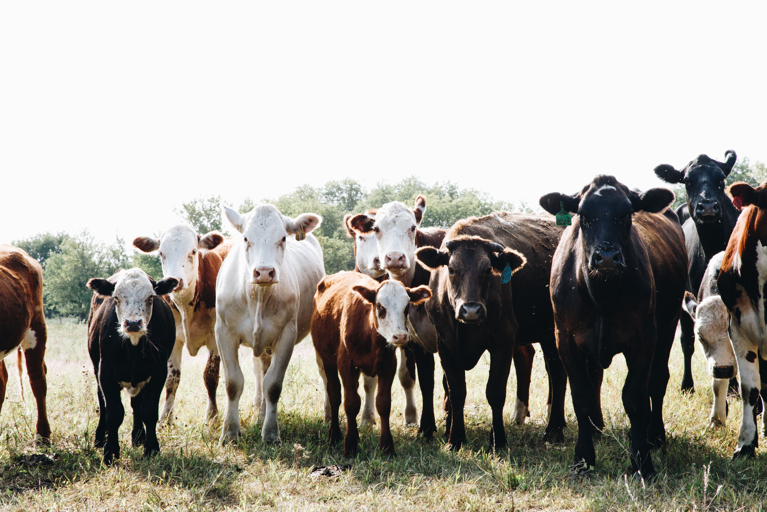  Tom raises around 100 beef, a multicolored and friendly herd. Tom carefully teaches the herd to respond to his calls and he shepherds them to the day’s fresh pasture for rotational grazing. The trust he builds with the cattle help Tom provide a stre