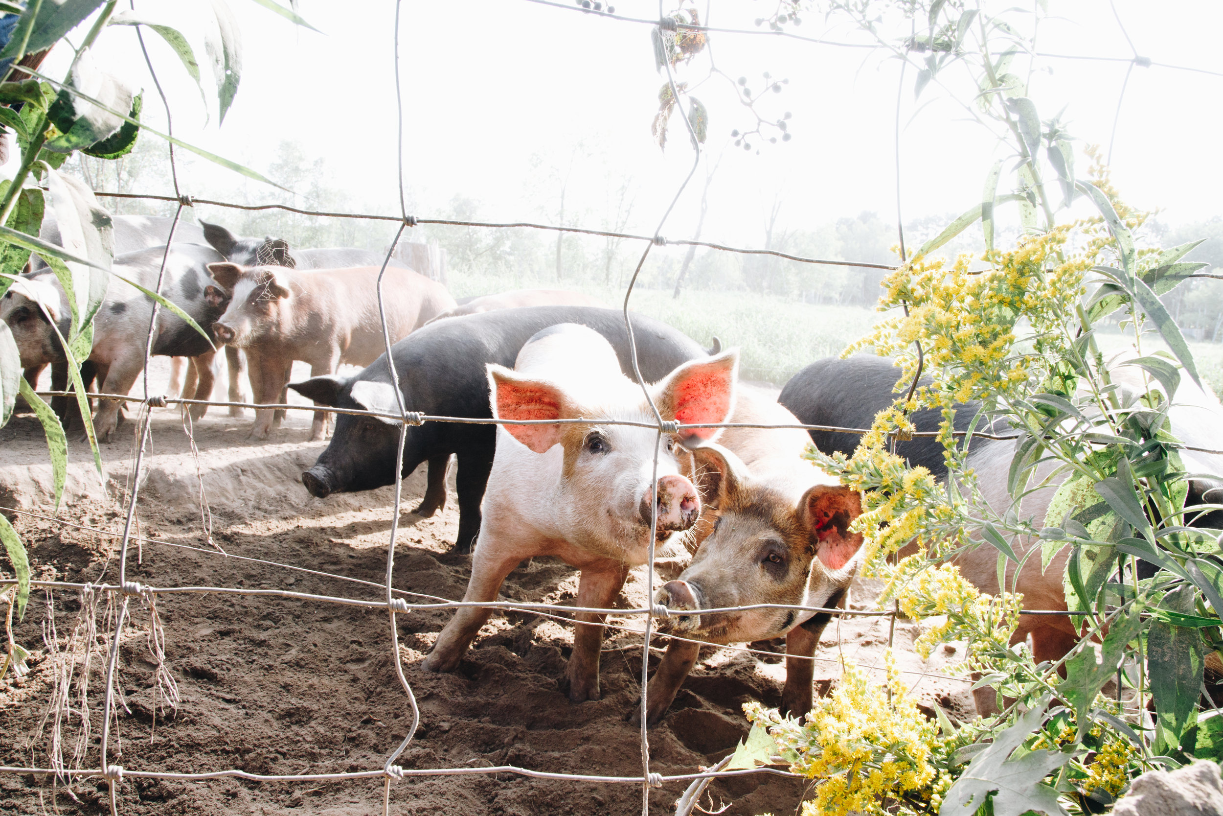  The choice to raise pastured hogs was a major decision for Tom years ago when he “retired” so he could return to his childhood roots and pursue his passion for farming full-time. Tom closely considered building a confinement hog operation on his lan