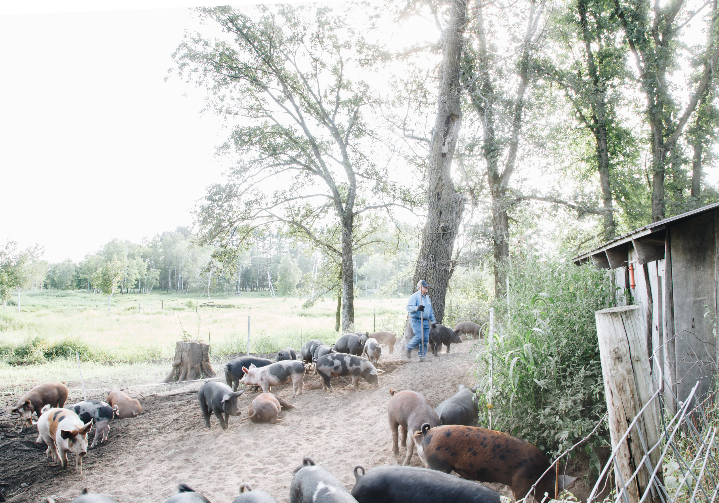  “To humanely raise and harvest our animals, to be good stewards of our land, to grow delicious healthy meat, to sell that meat at a fair price, to provide authentic country experiences to our customers.” Those are the farm goals that Tom and Gail sh