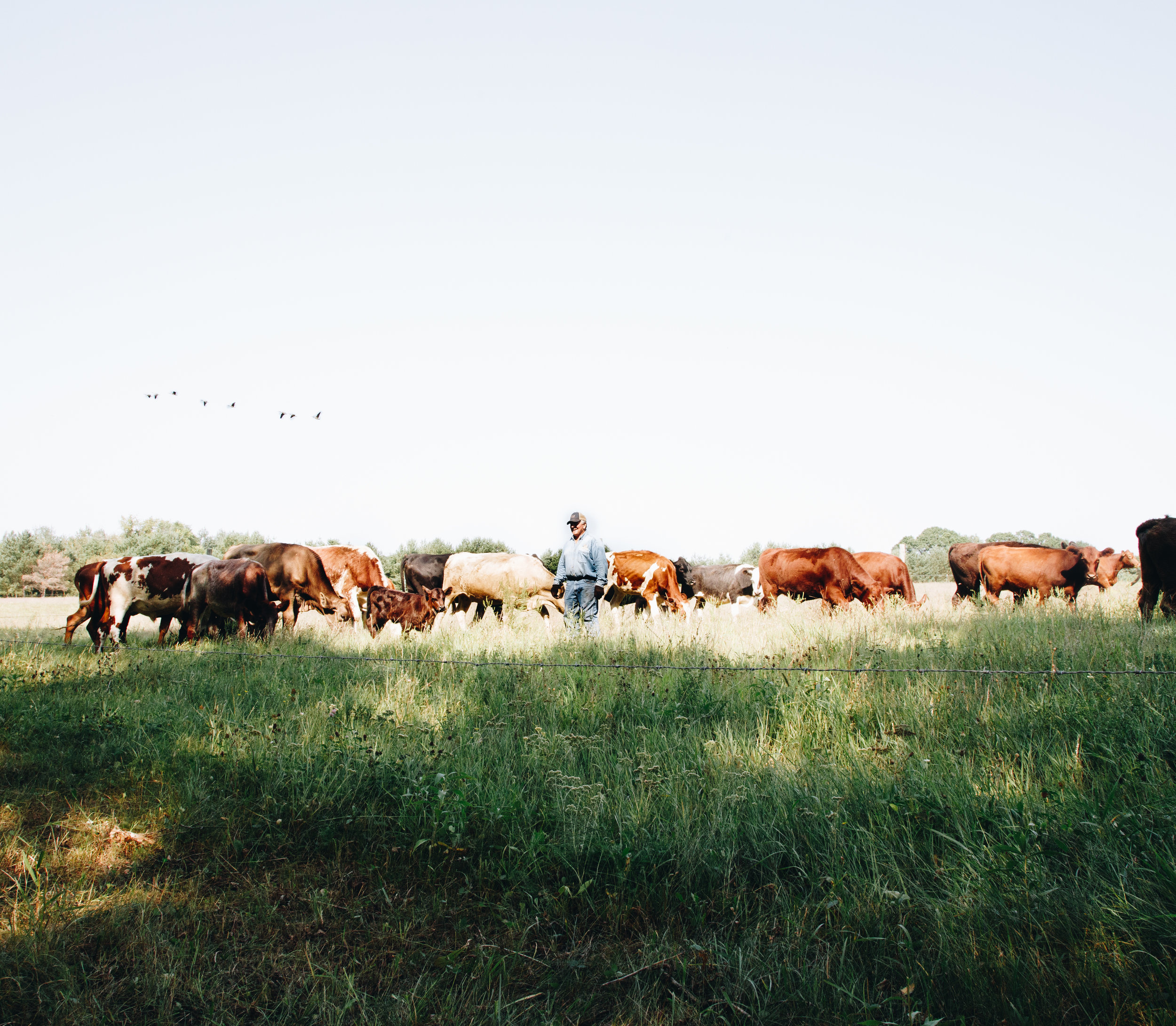  It’s hard to overstate the beauty of Snake River Farm. Making your way up the drive and to Tom and Gail’s barns and home- which Tom built himself- is like stepping into a different time, complete with grazing bison in the distance. Unlike the norm, 