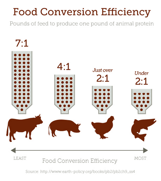 The Basics Meat and Animal Products — Greener Pastures
