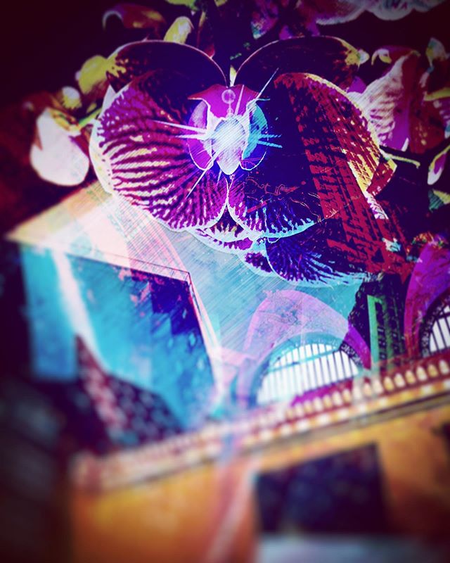 #grandcentralstation #grandcentral #orchids #flowers #spark #surrealism #surreal42 #trainstation #newyork #instaglitc #instaorchid #glitchartistcollective #glitchartistscollective #abstractart  #bpa_arts #wabisabiphotography  #theundergroundgalleryfe