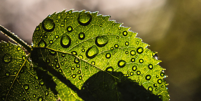 Wet leaf.jpg