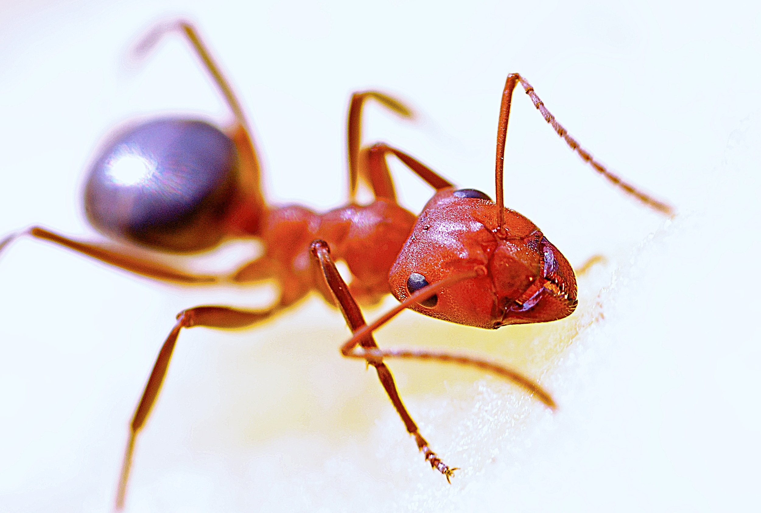 A Bug’s Life