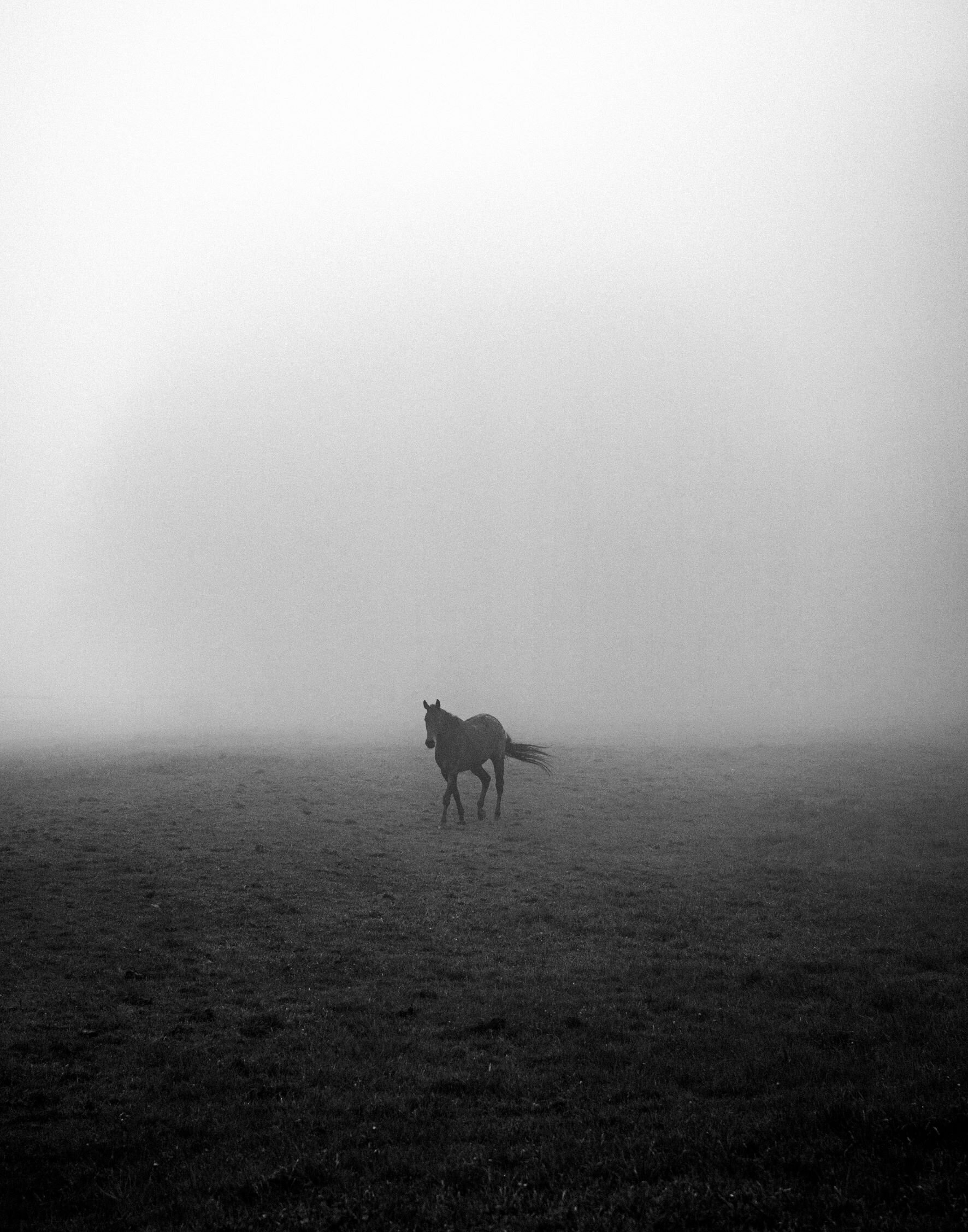  DUSTIN FRANZ  Horse in Fog,  2019. 15x18”. Digital 35mm format. $450.00. 