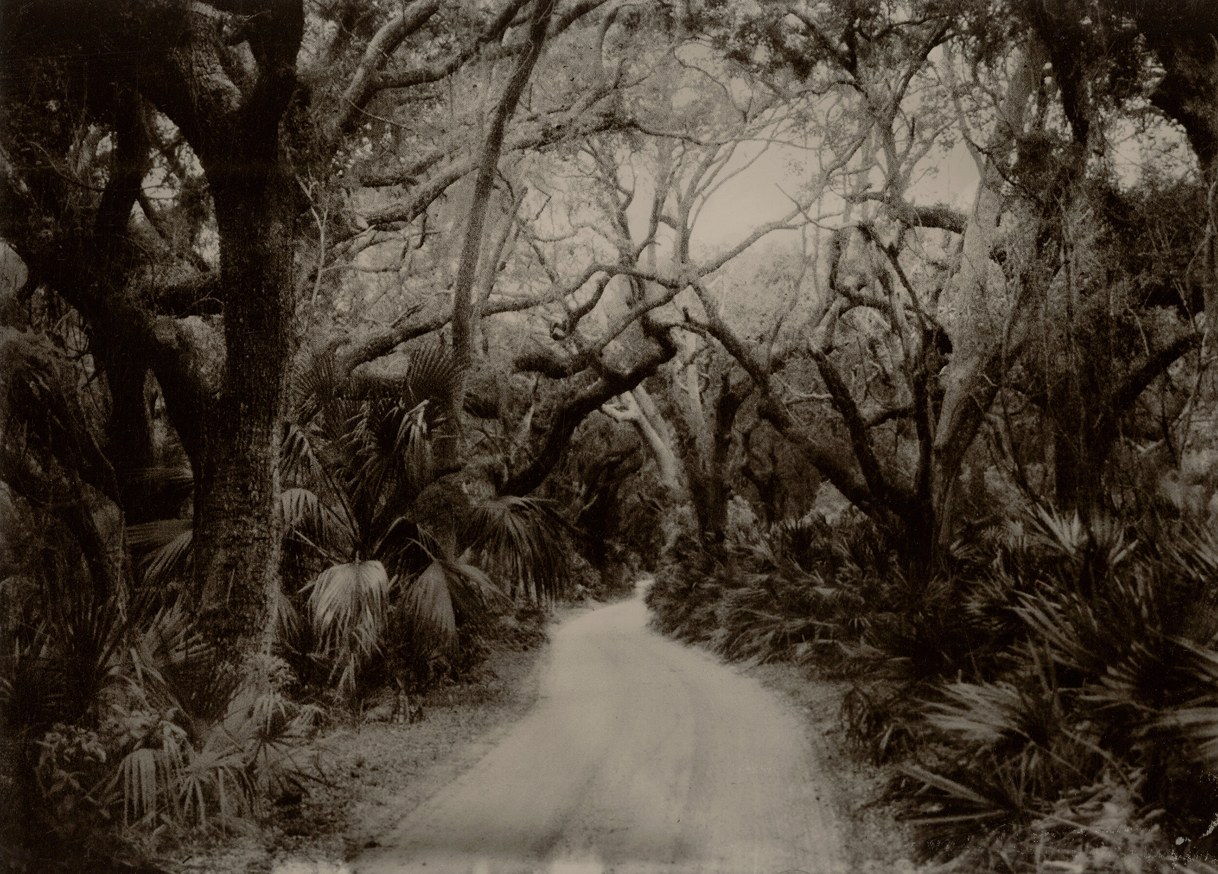  SUSAN BRYANT  The Grand Avenue, Cumberland Island,  2019. 22x28”. Digital print from scan of collodion tintype. $500.00. 