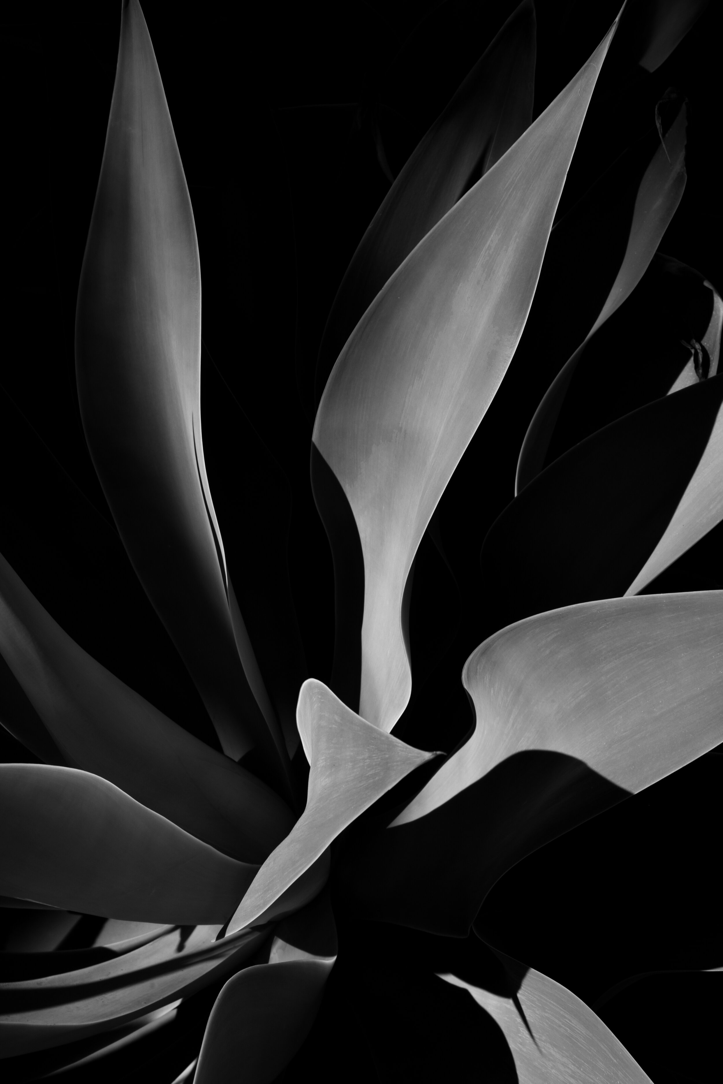  BEST B&amp;W PHOTOGRAPH  DANIEL MAINZER,  The Play of Light,  2021. 18x22”. Photography. $375. 