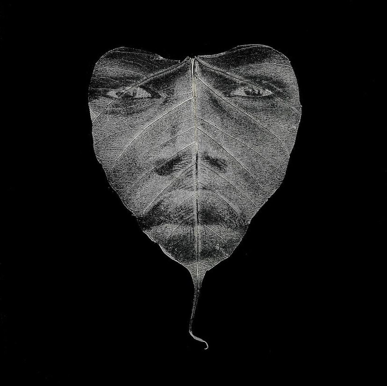  BEST ALTERNATIVE PROCESS PHOTOGRAPH  SAMANTHA BIAS,  The Awakening,  2020. 8x11.5”. Photographic transfer on skeleton leaf. SOLD. 