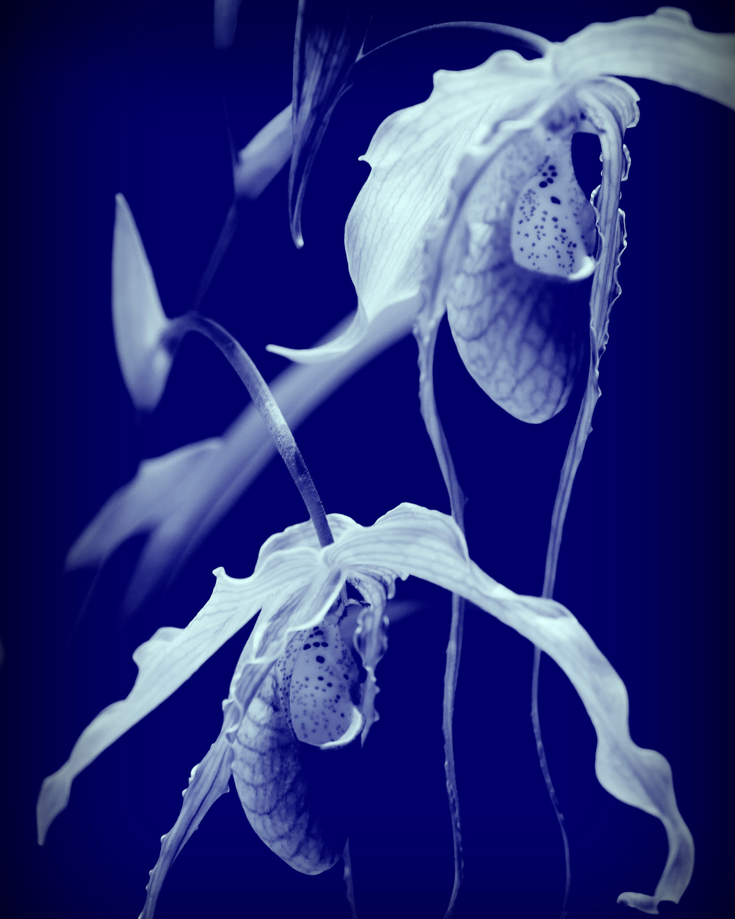  BILL PAPPAS,  Orchid Phragmipedium,  2021. 11x14”. Implicit archival cyanotype. $225. 